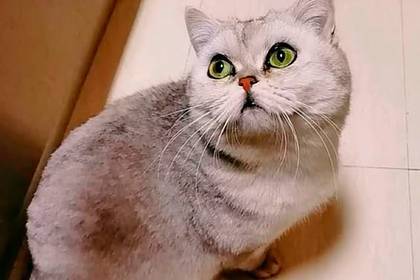 Кошка 40 дней просидела одна в пустой квартире, родила котят и съела всех рыбок - lenta.ru - Китай - Ухань