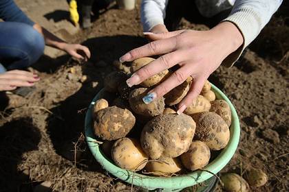 Александр Лукашенко - Белоруссия запретила вывозить картошку из-за коронавируса - lenta.ru - Белоруссия