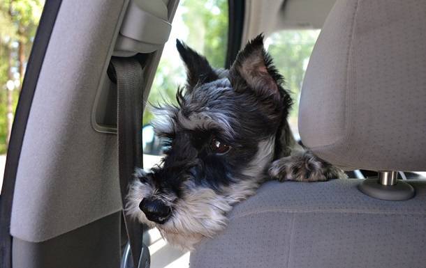В США копы гонялись за авто с собакой за рулем - korrespondent.net - Сша - Вашингтон