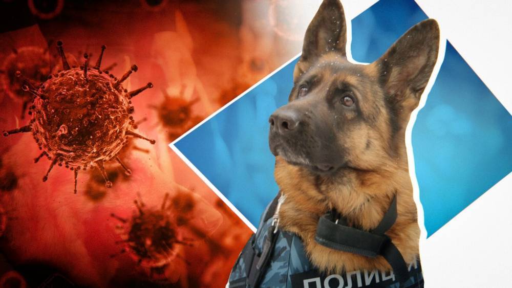 Смогут ли собаки вынюхивать коронавирус, объяснил кинолог - inforeactor.ru - Англия - Лондон
