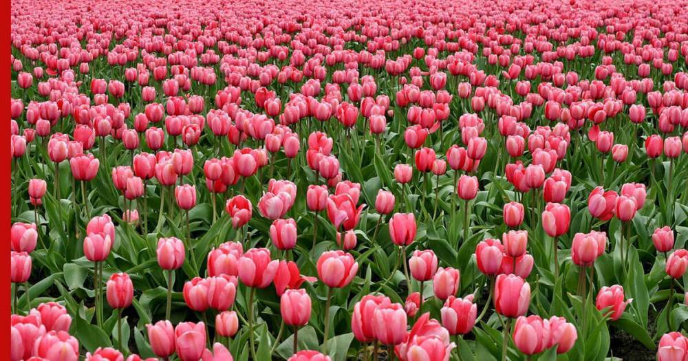 Ботанический сад Крыма провел Парад тюльпанов онлайн - profile.ru - республика Крым