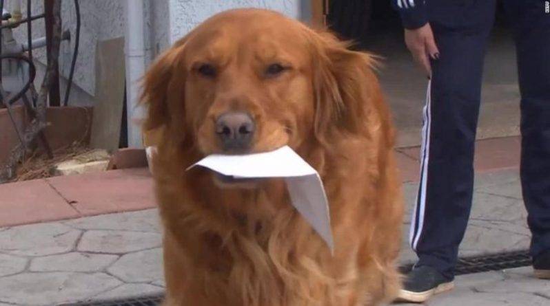 Собака каждый день помогает соседке, уязвимой перед коронавирусом, с покупками (видео) - usa.one - Сша