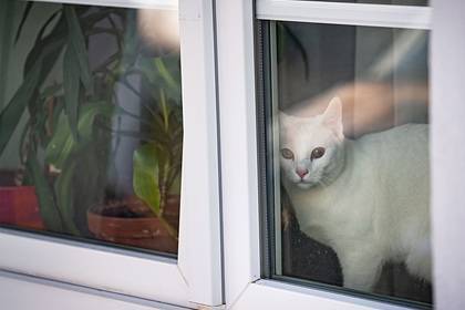 Кошки стали заражаться новым коронавирусом - lenta.ru - Гонконг