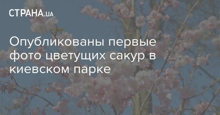 Опубликованы первые фото цветущих сакур в киевском парке - strana.ua - Германия - Япония - Киев