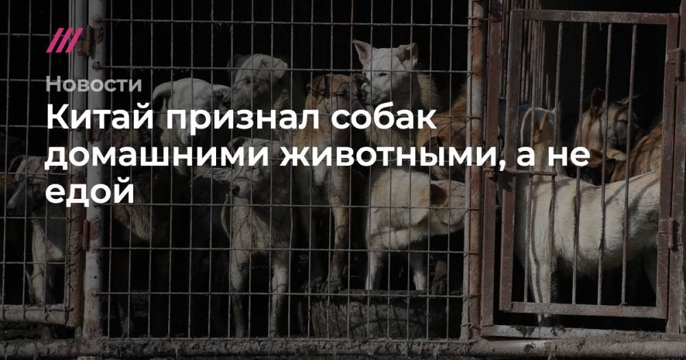 Китай исключил собак из списка животных, которых можно есть - tvrain.ru - Китай