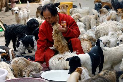 Китай перестал считать собак съедобными животными - lenta.ru - Китай