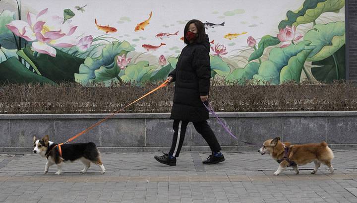 Китайские власти запретили есть собак из-за коронавируса - vesti.ru - Китай