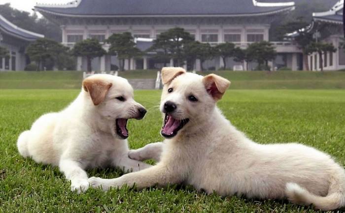 Дружить нельзя съесть: китайские власти официально запретили разводить собак на убой - nakanune.ru - Китай
