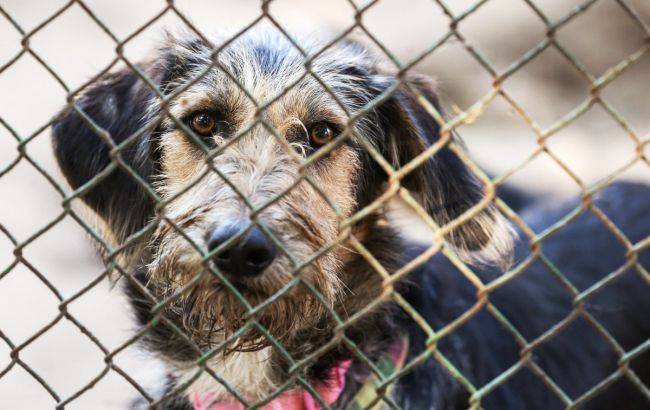 Китай запретил разведение собак для употребления в пищу - rbc.ua - Украина - Китай