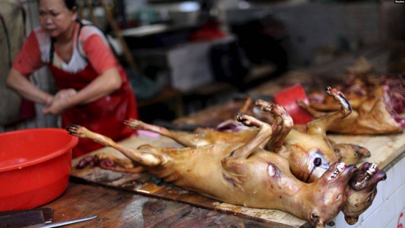 Китай исключил собак из списка съедобных животных - golos-ameriki.ru - Китай