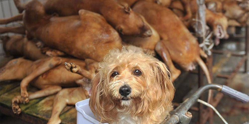 Китайцы признали собак друзьями человека и отказались есть их - ruposters.ru - Китай
