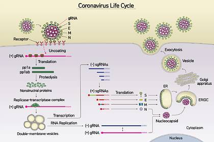 Впервые расшифрован полный геном коронавируса - lenta.ru - Южная Корея