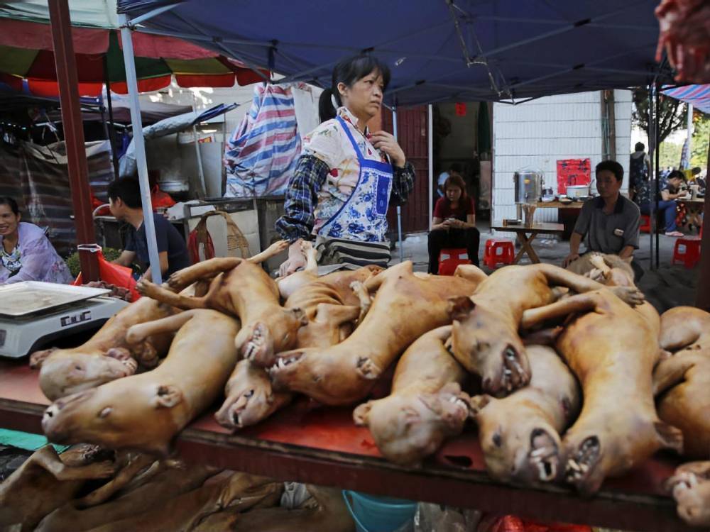 В правительстве Китая исключили собак из списка мяса для употребления - gordonua.com - Китай