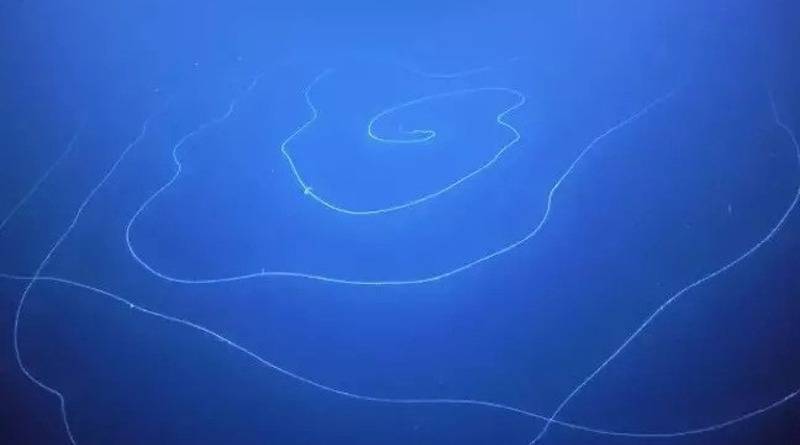 У побережья Австралии заметили странное светящееся 47-метровое существо (видео) - usa.one - Австралия