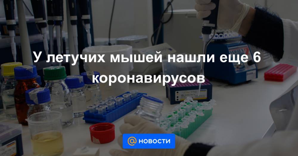 У летучих мышей нашли еще 6 коронавирусов - news.mail.ru - Сша