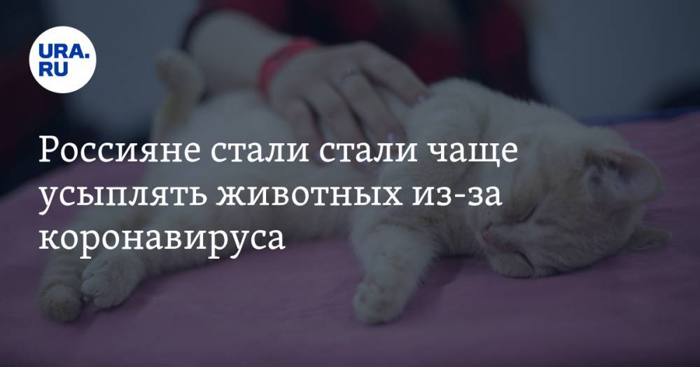 Россияне стали стали чаще усыплять животных из-за коронавируса - ura.news - Россия