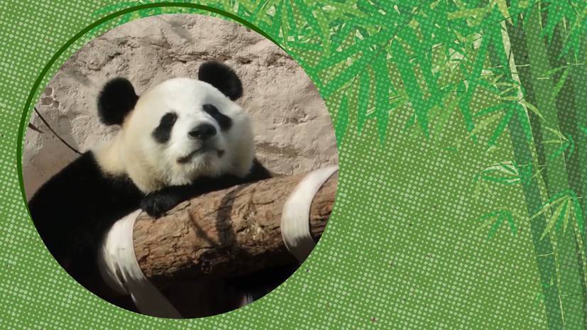 «Чего-то не хватает»: как панда в Московском зоопарке справляется с одиночеством - russian.rt.com