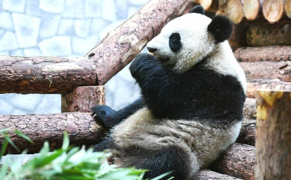 Панда из Московского зоопарка соскучилась по посетителям. - riafan.ru