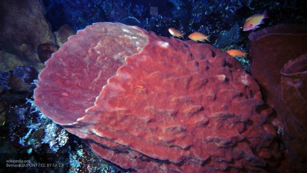 Вакцина против коронавируса может быть создана из морских губок - inforeactor.ru