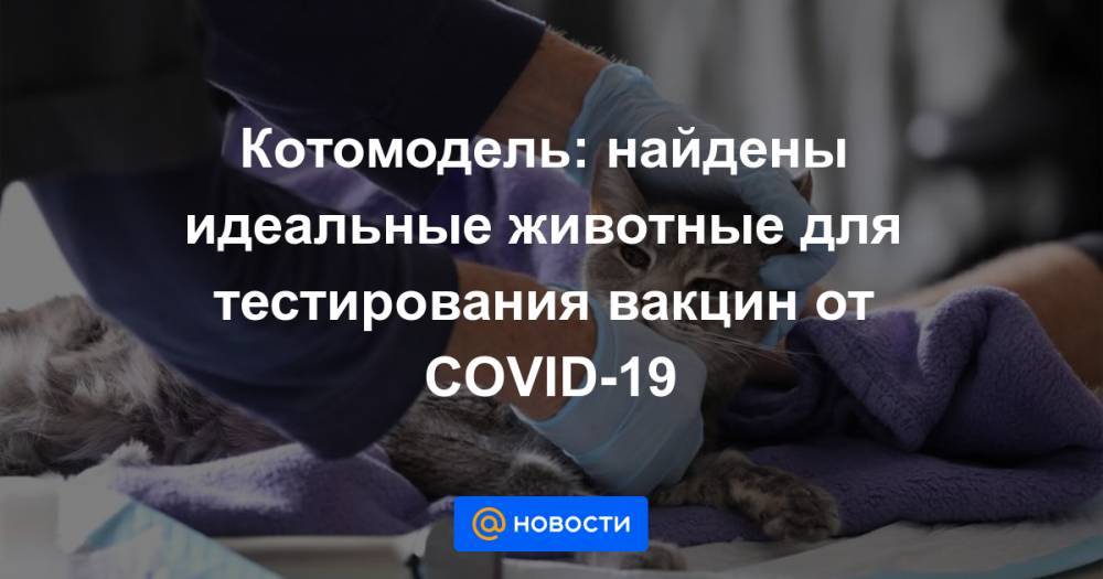 Котомодель: найдены идеальные животные для тестирования вакцин от COVID-19 - news.mail.ru - Китай