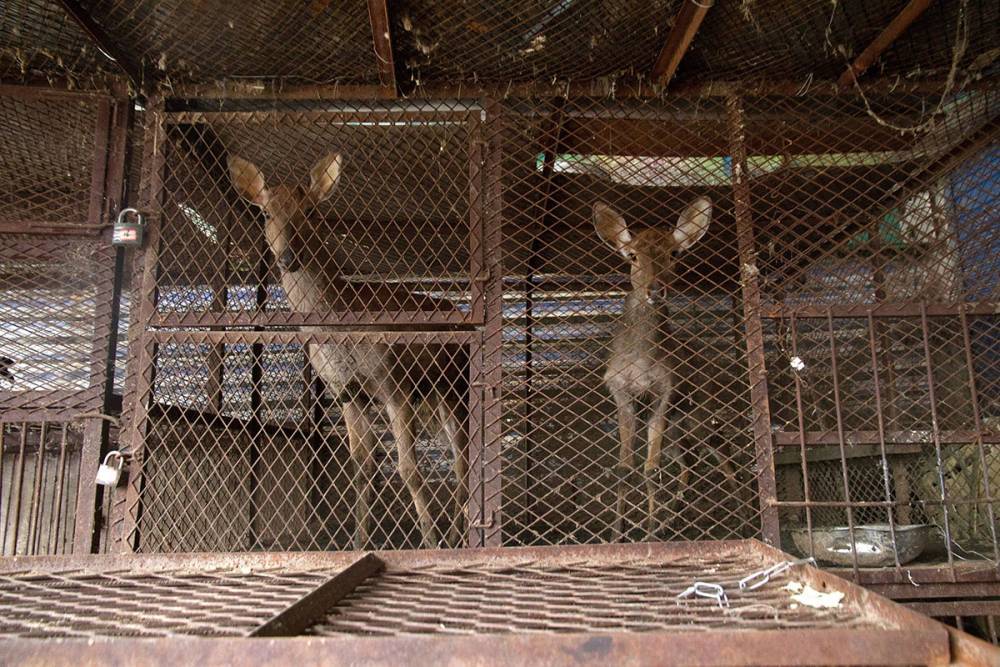 Летучие мыши и член оленя: как коронавирус поднял проблему торговли дикими животными - mbk.news - Сша - Китай