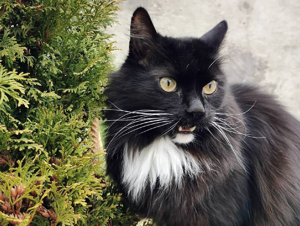 Вакцину от коронавируса протестируют на котиках - tvc.ru - Китай - Ухань