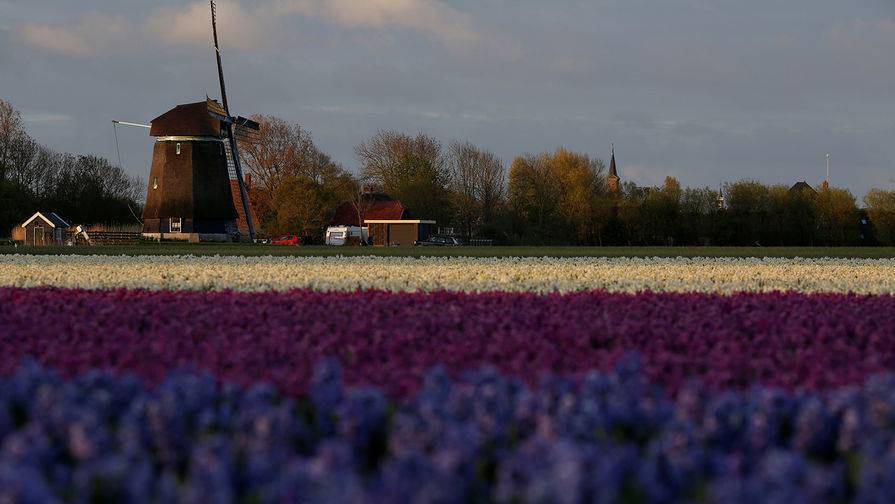 Фред Ван-Тол - В Голландии уничтожили 140 миллионов тюльпанов из-за коронавируса - gazeta.ru - New York - Голландия