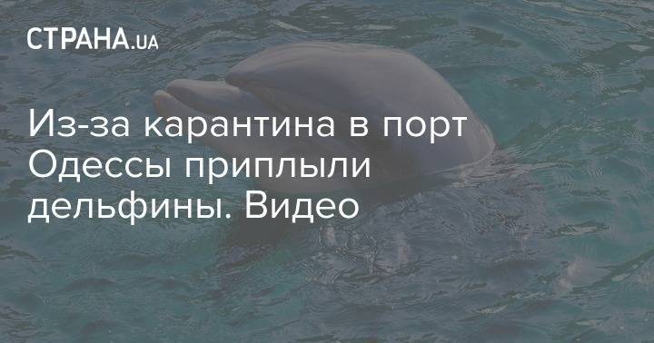 Из-за карантина в порт Одессы приплыли дельфины. Видео - strana.ua - Украина - Одесса