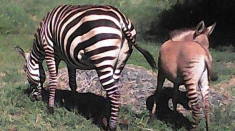 Редкий гибрид зебры и осла появился на свет в национальном парке Кении - usa.one - Кения