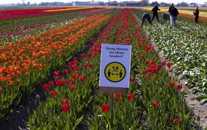 Фермеры и продавцы уничтожают тонны цветов по всему миру - sputnik.by - Минск - Голландия