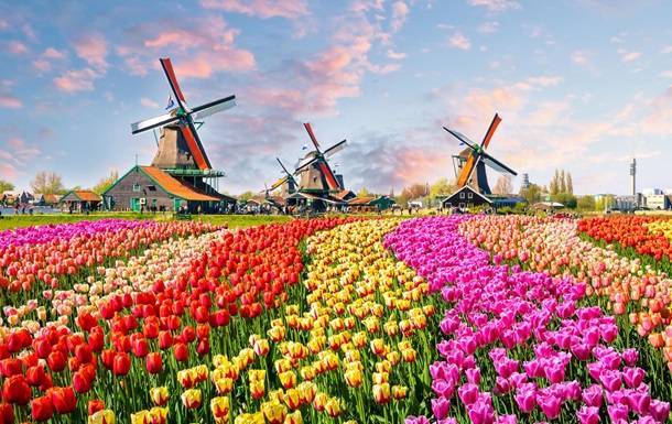 Фред Ван-Тол - В Нидерландах уничтожили 400 млн цветов из-за коронавируса - naviny.by - Голландия