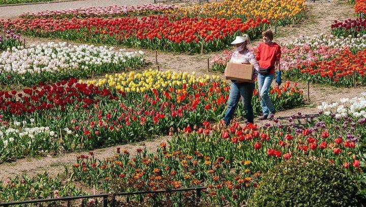 Тюльпаны из Никитского ботсада доставляют крымским врачам - vesti.ru