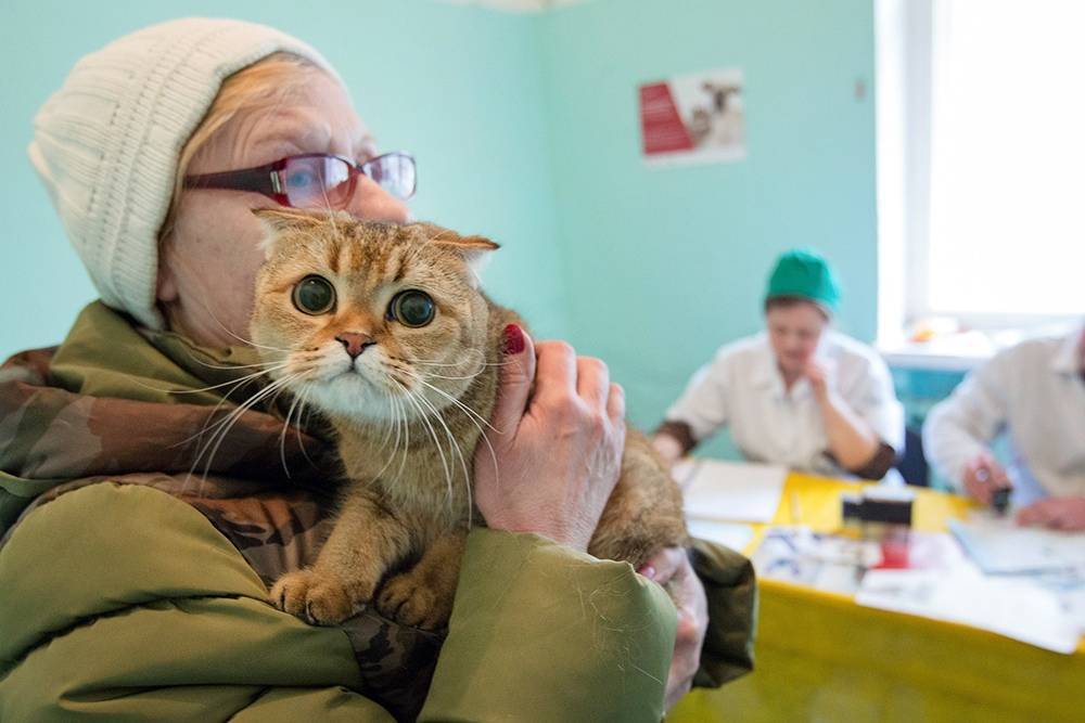 В России создали тест на коронавирус для кошек и собак - tvc.ru - Россия