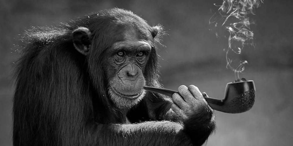 Побочный эффект коронавируса: обезьяны по всему миру пристрастились к никотину - detaly.co.il - Китай - Камбоджа