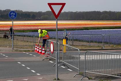 Фред Ван-Тол - В Нидерландах уничтожили миллионы тюльпанов из-за коронавируса - lenta.ru - New York - Голландия