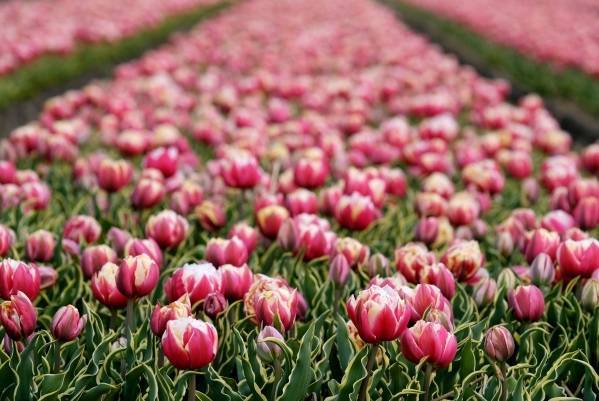 В Нидерландах уничтожили 400 млн тюльпанов из-за падения спроса на фоне COVID-19 - govoritmoskva.ru - New York - Голландия