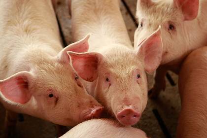 США оказались под угрозой дефицита свинины - lenta.ru - Сша - штат Южная Дакота