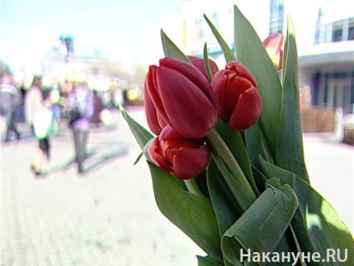 СМИ: Цветоводы Нидерландов уничтожили 400 миллионов тюльпанов из-за коронавируса - nakanune.ru - Россия - Голландия
