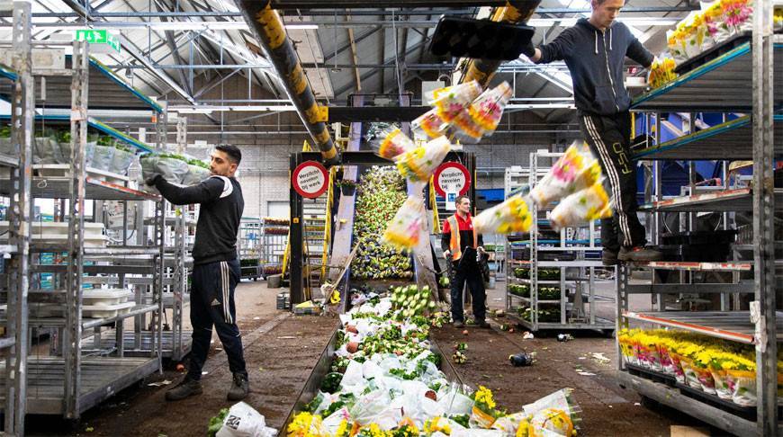 Более 400 млн цветов уничтожили в Нидерландах из-за эпидемии COVID-19 - belta.by - Минск - New York - Голландия