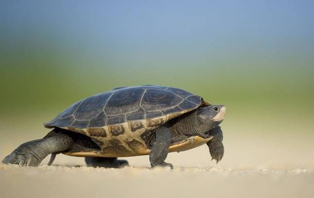 Итальянку оштрафовали за выгул черепахи - korrespondent.net - Италия - Рим