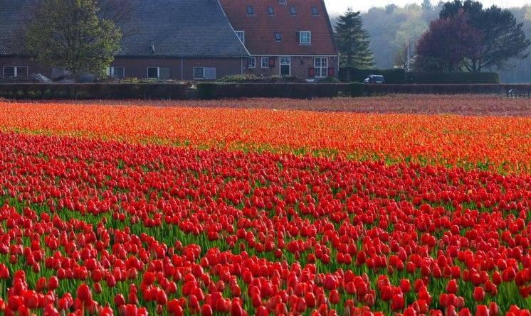 Фермеры в Нидерландах уничтожают поля тюльпанов, чтобы помочь в борьбе с коронавирусом - usa.one - Голландия