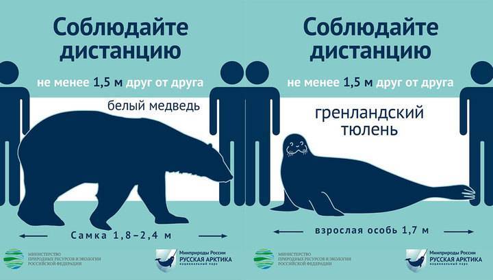 По одному тюленю и медведю: безопасную дистанцию показали на примере животных - vesti.ru