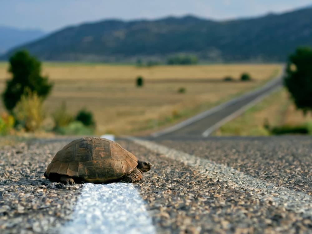 Итальянку оштрафовали за выгуливание черепахи - gordonua.com