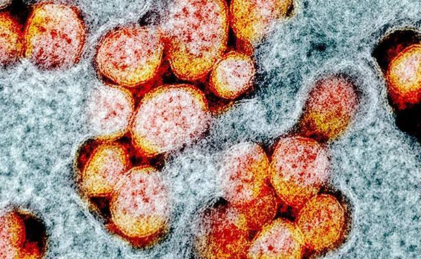 Ученые нашли «слабое место» коронавируса - newtvnews.ru - Англия