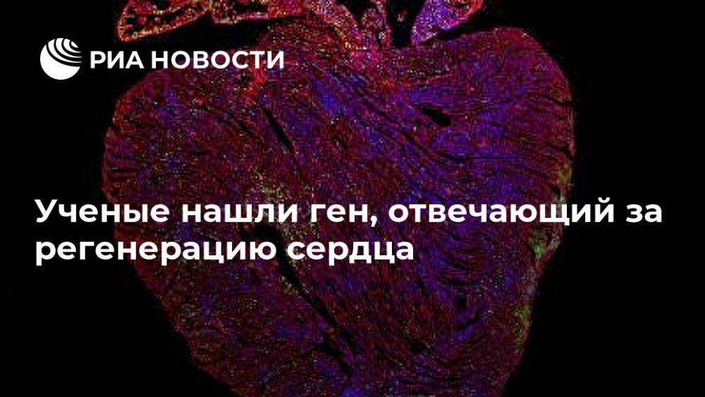 Ученые нашли ген, отвечающий за регенерацию сердца - ria.ru - Москва - Англия - Италия - Австралия