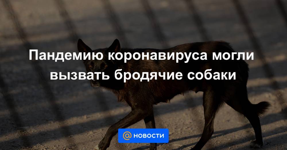 Пандемию коронавируса могли вызвать бродячие собаки - news.mail.ru - Оттава