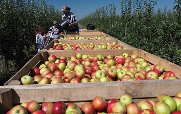 Экспорт яблок из Украины рухнул почти на 40% из-за пандемии - korrespondent.net - Украина