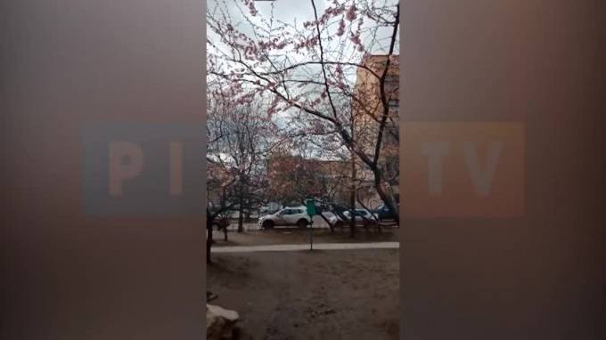 В Парке Дружбы раньше времени зацвела сакура - piter.tv - Санкт-Петербург