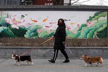 Еще один китайский город запретил есть кошек и собак - lenta.ru - Китай