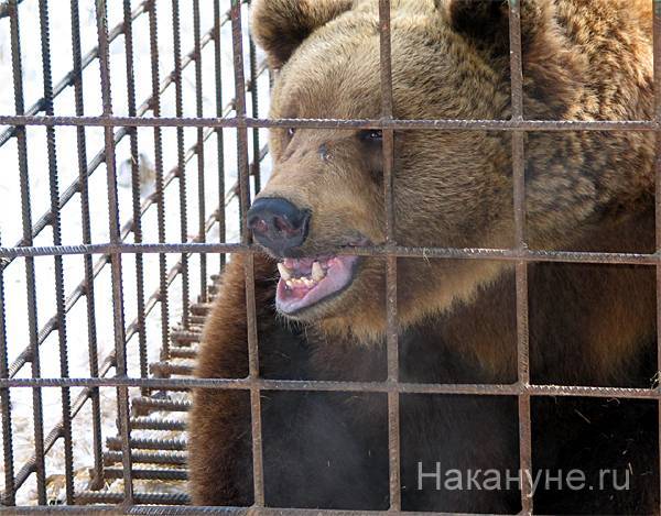 В немецком зоопарке опасаются, что придется скармливать животных друг другу из-за нехватки денег - nakanune.ru